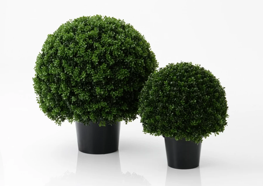 Buis Royal ø25cm 4 Buis Royal ø25cm – Image 2