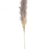 Branche Herbes De Pampa 170cm 1 Branche Herbes De Pampa 170cm -Meubles De Maison Magasin 056 Branche Herbes de Pampa Naturel Jolipa Jline Deco campagne chic
