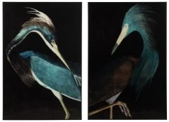 S/2 Cadres Oiseaux Sous Verre 120cm