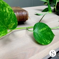 Table Basse Rectangulaire Indus Métal Chêne Massif Naturel -Meubles De Maison Magasin 677 1 Table Basse Rectangulaire Indus Metal Chene Massif Naturel Signature Mobilier Deco Campagne Chic 5